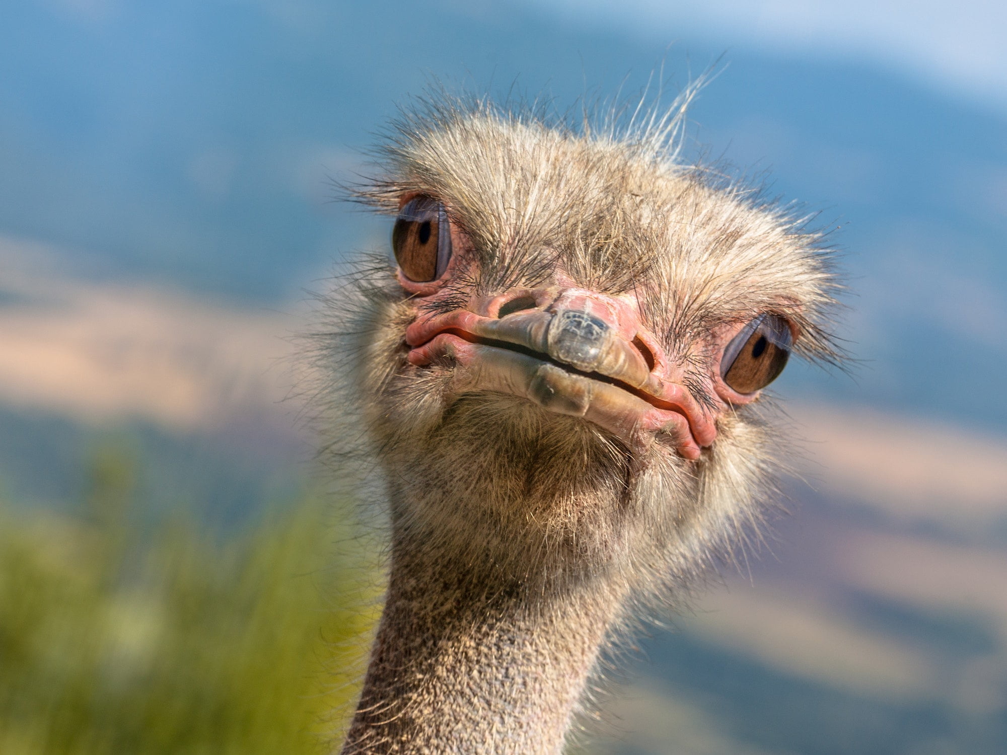 Potrait of an Ostrich diagonal